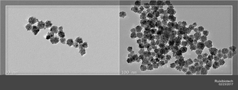 Fe3O4 Magnetic nanoparticles in water