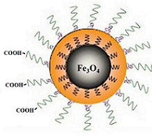 PEG-COOH coating Fe3O4 nanoparticles,carboxyl function