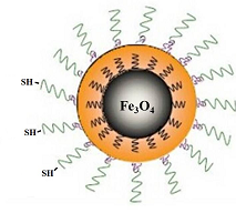 PEG-SH coating Fe3O4 nanoparticles,sulfhydryl function