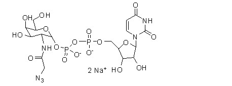 UDP-GalNAZ