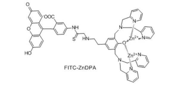 Fitc-ZnDPA,Fluorescein-zinc-dipicolylamine  