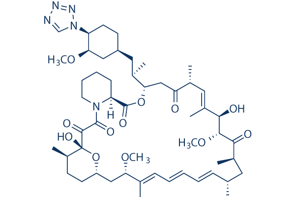 Zotarolimus    CAS:221877-54-9 