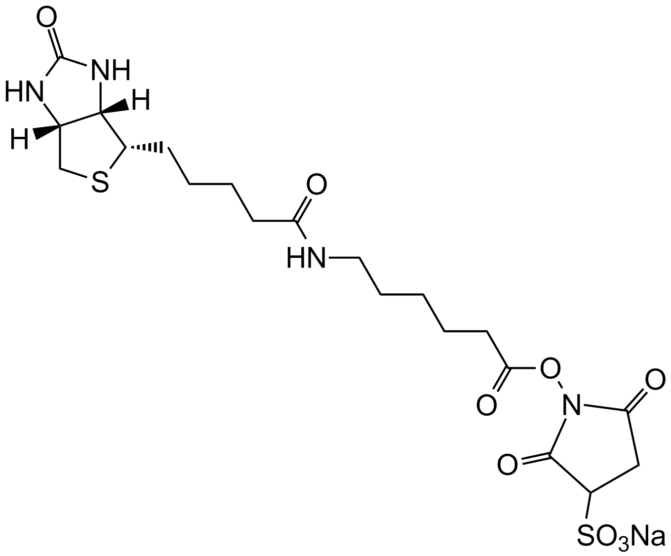 Sulfo-NHS-LC-Biotin 