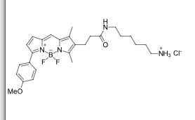 BDP-TMR-amine 