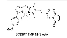 BODIPY TMR NHS,cas:485397-12-4