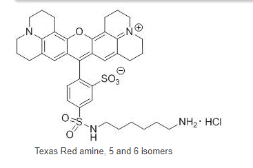 Texas Red amine