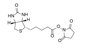 Biotin NHS Ester,cas:35013-72-0