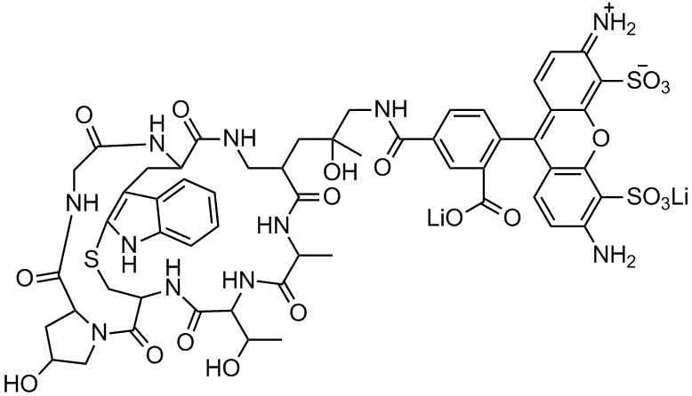 BF 488 Phalloidin