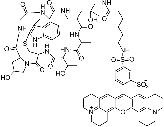 Sulforhodamine 101-X Phalloidin