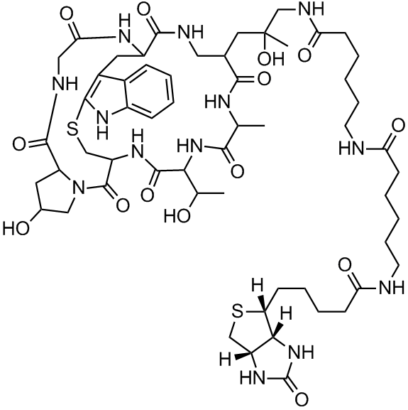 Biotin-XX phalloidin