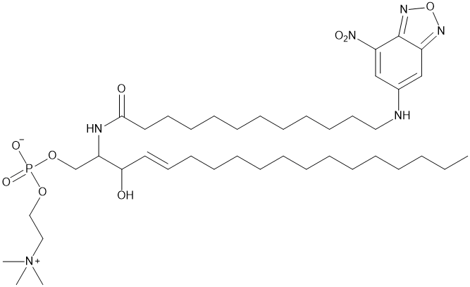 C12 NBD Sphingomyelin