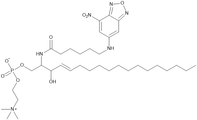 C6 NBD Sphingomyelin