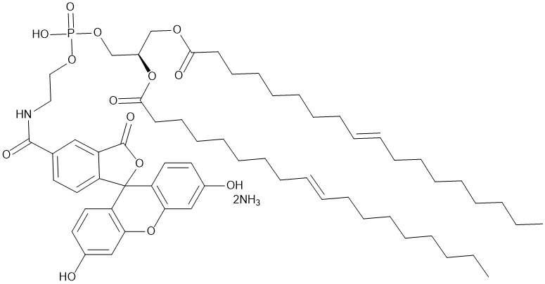 1,2-Dioleoyl-sn-glycero-3-N-carboxyfluoroscein-PE,cas:384832-91-1