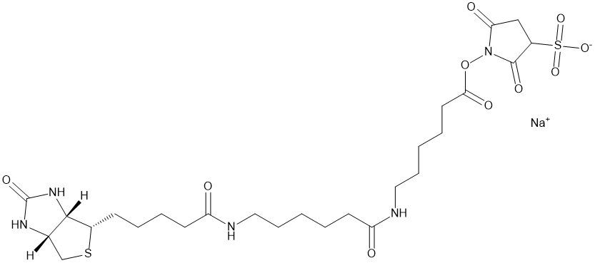 Biotin-XX-SSE,cas:194041-66-2