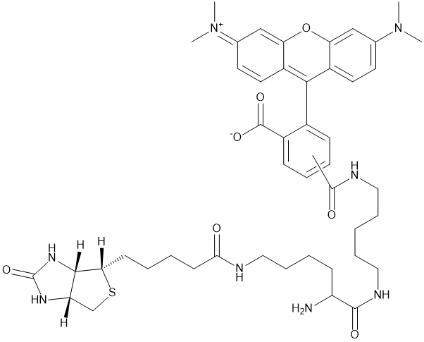 Biocytin TMR