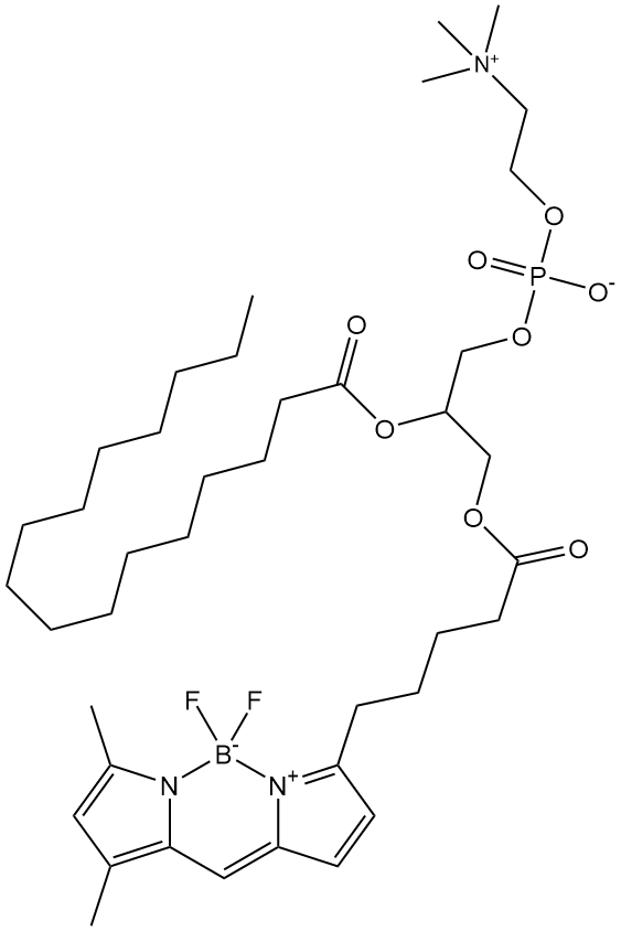 BODIPY FL C5-HPC