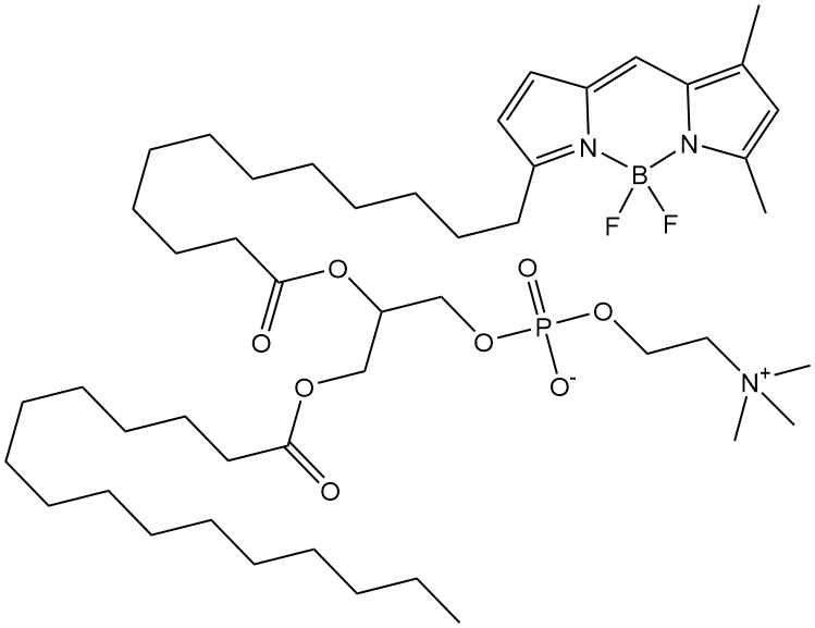 β-BODIPY FL C12-HPC