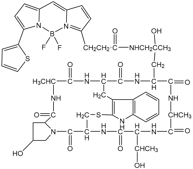 BODIPY 558/568 Phalloidin 