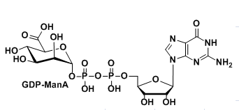 GDP-ManA   CAS：103301-73-1
