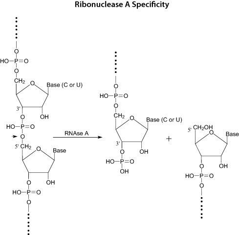 Ribonuclease A≥ 60Kunitz units/mg  CAS：9001-99-4