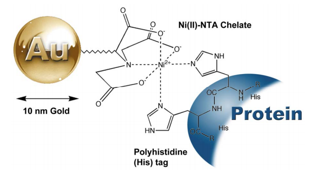 Ni-NTA-Nano gold,10 nm 