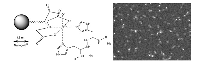 1.8nm Ni-NTA-Nanogold 