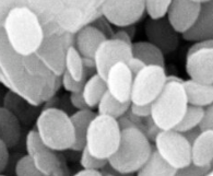 Fe2O3 nanosheets