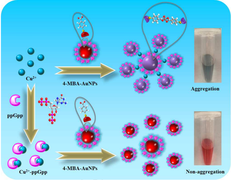 4-MBA modified gold nanoparticles (5nm)