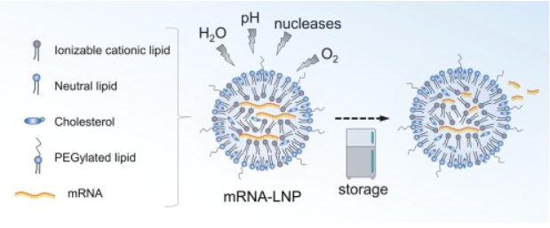 mRNA@LNP