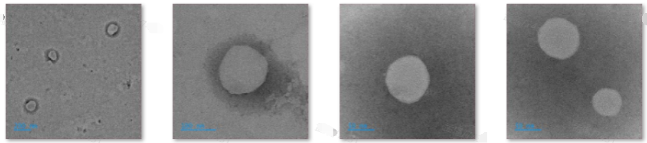 Folic acid modified cationic liposome encapsulation plasmid and ICG (100-200nm)