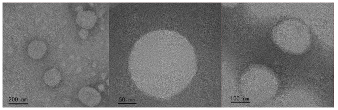 Chitosan nanoparticles(180nm)