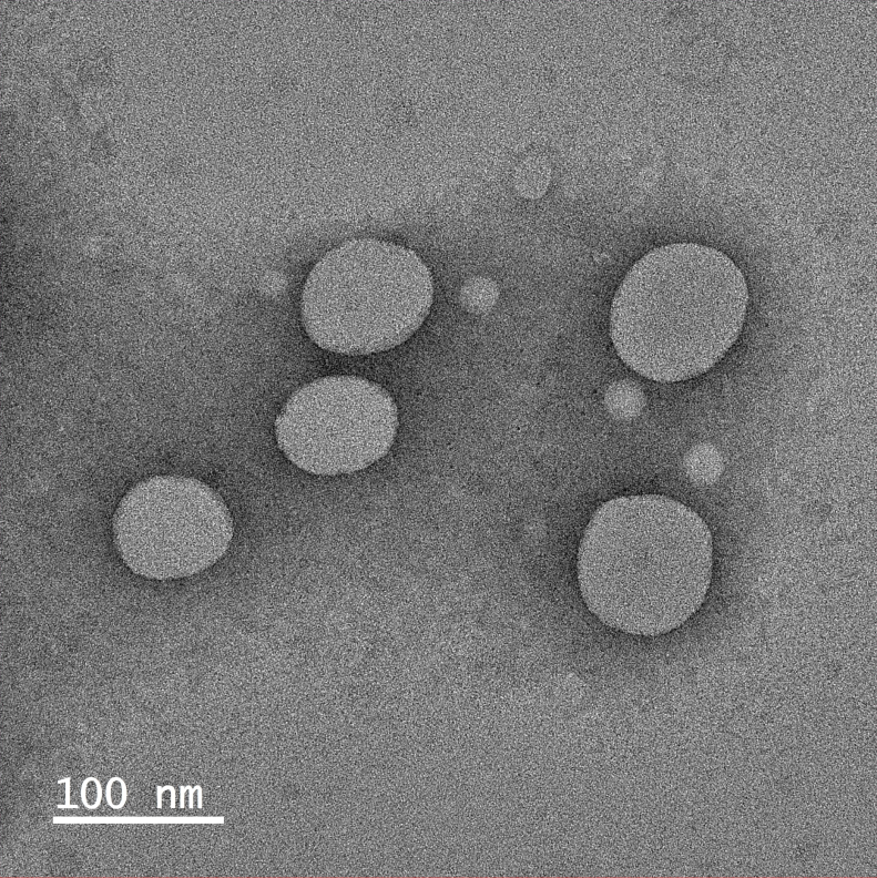 ROS responsive liposomes loaded with CE6+ML385+L-arginine