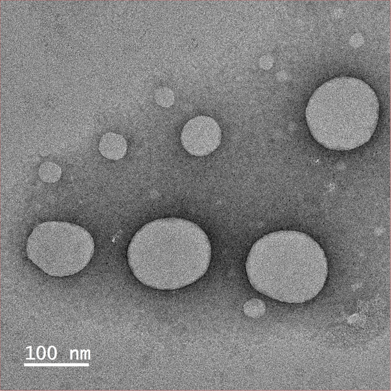 ROS responsive liposomes loaded with CE6+ML385