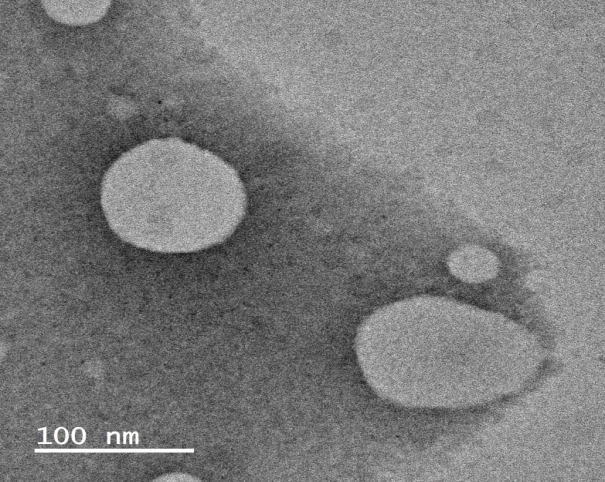 ROS responsive liposomes loaded with CE6