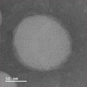 Liposome encapsulated GFP protein(without saponins)