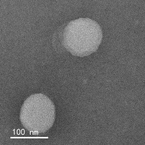 Liposome encapsulated GFP protein (containing saponins)