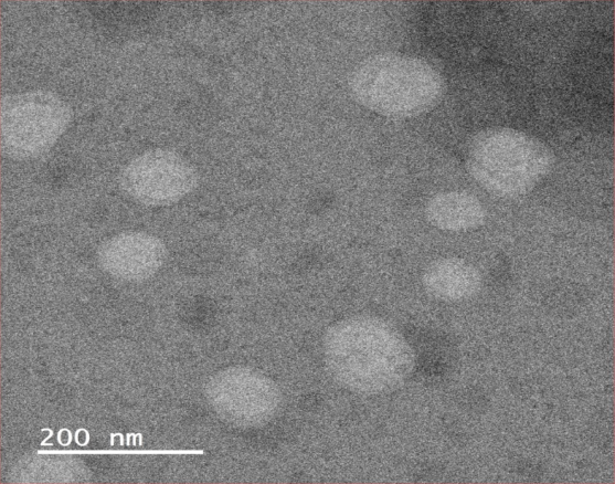 Liposome loaded tectorigenin,surface modified peptide APWHLSSQYSRT