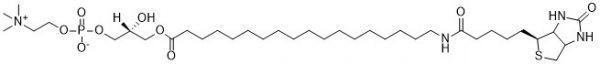 Biotin 18:0 LysoPC