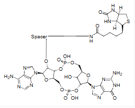 2,3-cGAMP-Biotin conjugate