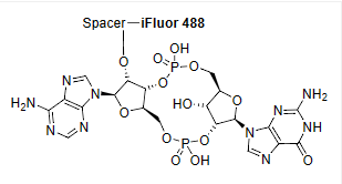 2,3-cGAMP-iFluor 488 conjugate