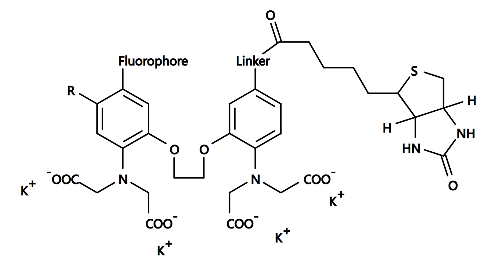 Cal-520®-Biotin Conjugate