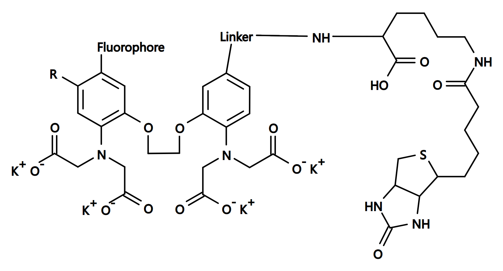 Cal-520®-Biocytin Conjugate