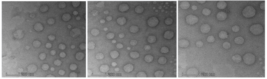 Liposome loaded with 3 peptides(MKARNYLQFLPSKTKVA+WDTCTTYKWQKTLEGHD +KRWLYWQPTLTKMGFVS),100nm