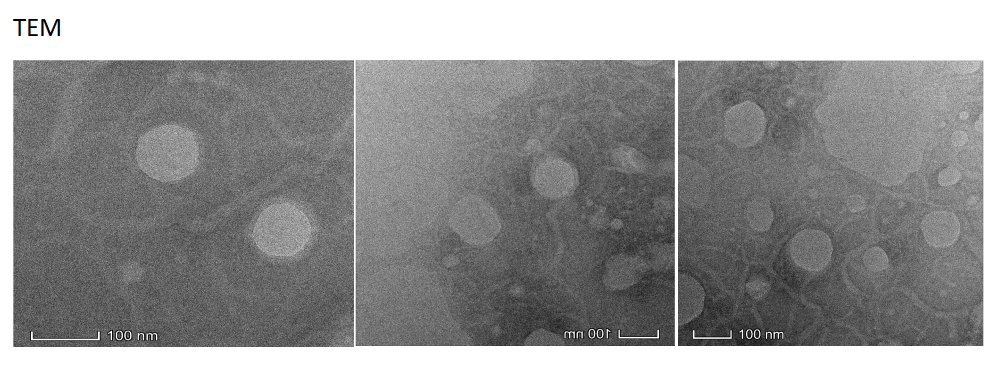 Liposomes simultaneously loaded with siRNA+methylprednisolone,±100nm 