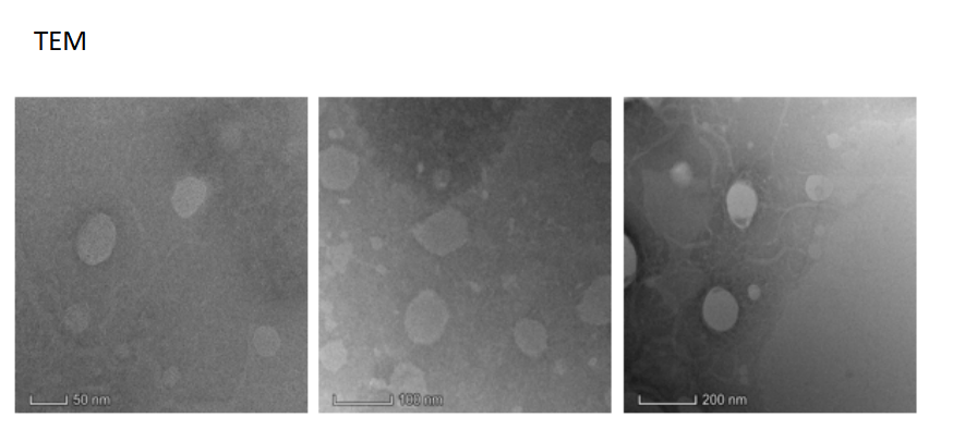 RVG29 modified liposomes@Nattokinase