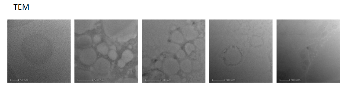 RGD-PEG-CMC-SH@Gambogic acid NPs