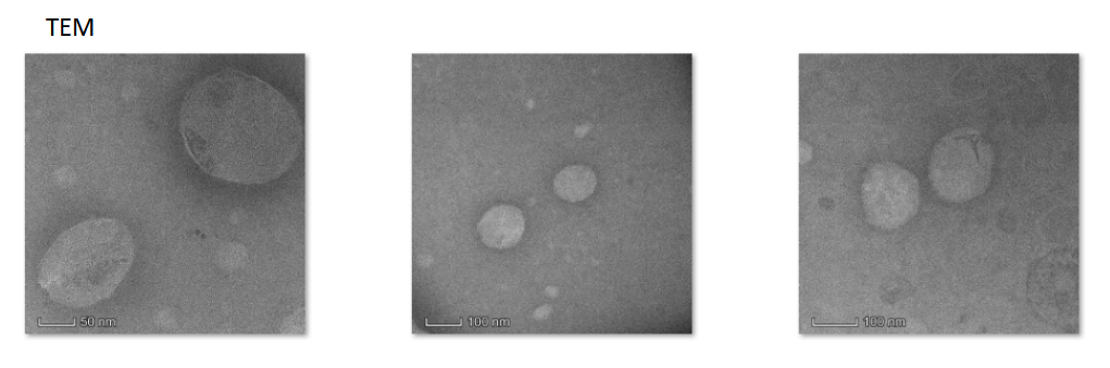 Blank liposome encapsulated CY5.5 surface modified FA,100-150nm