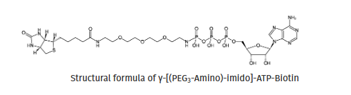γ-[(PEG3-Amino)-imido]-ATP-Biotin