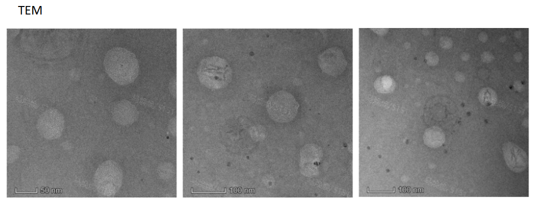 Cationic blank liposomes@CY5.5 surface modification Transferrin