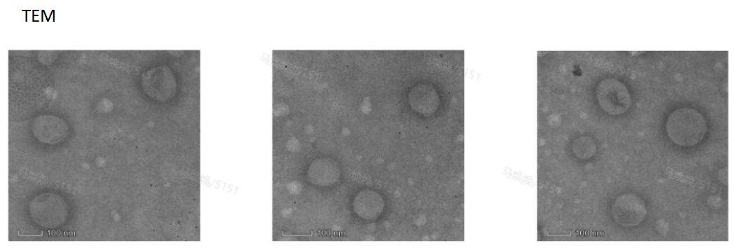 DiI-liposome@Aucubin surface modification RVG29,±100nm